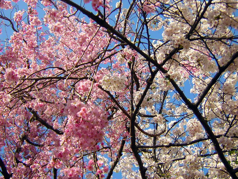 Kirschblüte in Japan