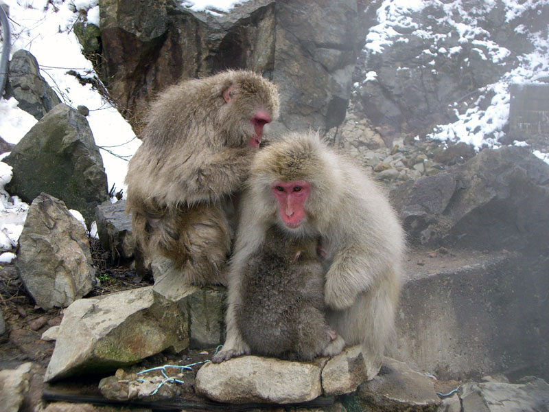 Schnee-Affen in Japan