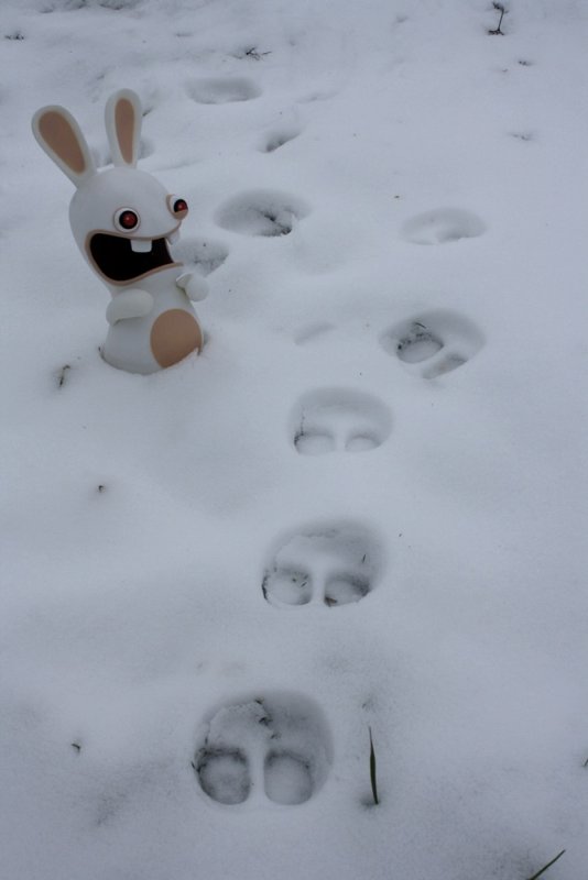 Rabbid im Schnee