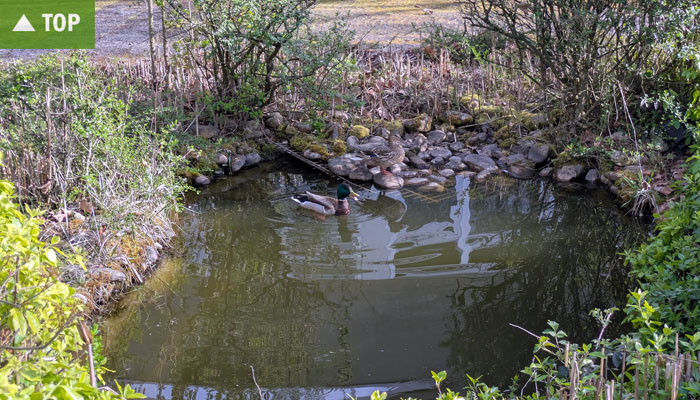 Zwei Enten in einem Teich