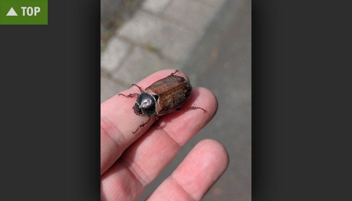   Ein Maikäfer   