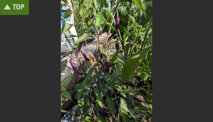 Lilafarbene Chilis im Garten