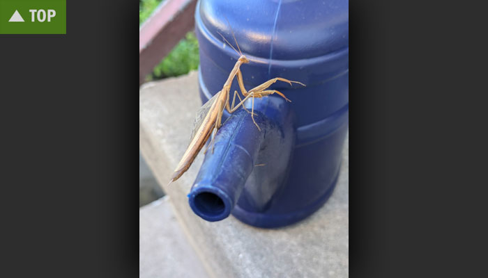 Foto eines Gottesanbeterin-Insekts