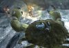 Screenshot von Faery: Legends of Avalon