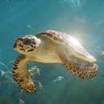 Planet Zoo 2 – für PS5 & XSX vorgestellt